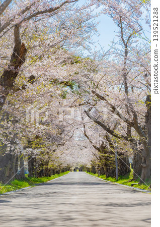 北海道北斗市松前藩戶切地營地的一排櫻花樹：盛開的櫻花隧道。 139521288