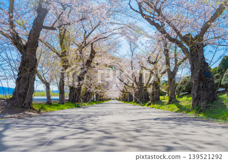 A row of cherry trees at the site of the Matsumae Domain's Tokiri-chi encampment in Hokuto City, Hokkaido: A tunnel of cherry blossoms in full bloom. 139521292