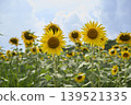 Sunflower field 139521335
