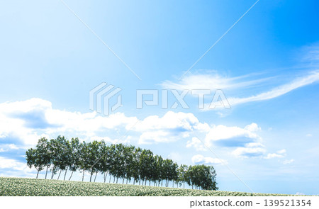 Birch trees in Biei, Hokkaido, that were cut down in summer due to the effects of overtourism. 139521354
