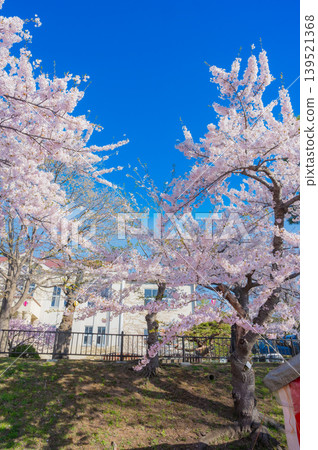 北海道函館市函館公園:春天櫻花盛開,晴空萬裡,景色宜人。 北海道函館市函館公園:春天櫻花盛開,晴空萬裡,景色宜人。 139521368
