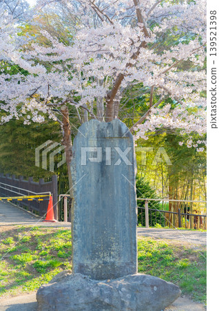 北海道函館市函館公園:春天櫻花盛開,晴空萬裡,景色宜人。 北海道函館市函館公園:春天櫻花盛開,晴空萬裡,景色宜人。 139521398