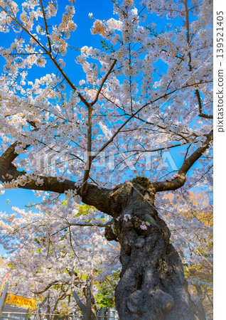 北海道函館市函館公園:春天櫻花盛開,晴空萬裡,景色宜人。 北海道函館市函館公園:春天櫻花盛開,晴空萬裡,景色宜人。 139521405