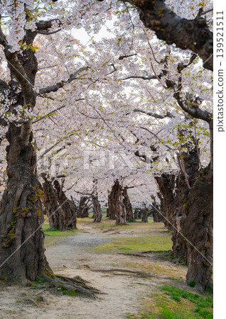 Cherry blossoms in full bloom and a clear spring scene at Goryokaku Park in Hakodate City, Hokkaido. 139521511
