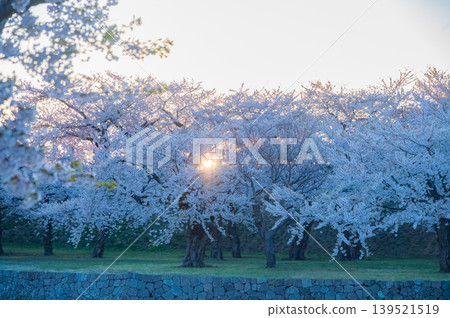 Cherry blossoms in full bloom and a clear spring scene at Goryokaku Park in Hakodate City, Hokkaido. 139521519