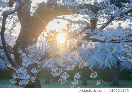 Cherry blossoms in full bloom and a clear spring scene at Goryokaku Park in Hakodate City, Hokkaido. Cherry blossoms in full bloom and a clear spring scene at Goryokaku Park in Hakodate City, Hokkaido. 139521535