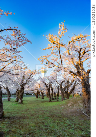 北海道函館市五稜郭公園,櫻花盛開,春光明媚。 北海道函館市五稜郭公園,櫻花盛開,春光明媚。 139521538
