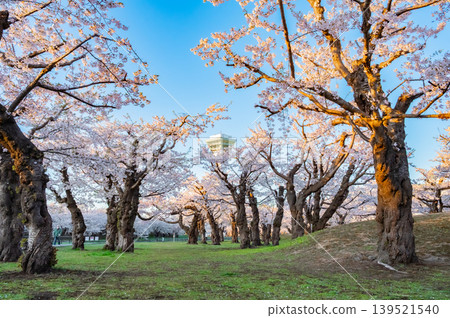 北海道函館市五稜郭公園,櫻花盛開,春光明媚。 北海道函館市五稜郭公園,櫻花盛開,春光明媚。 139521540