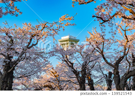 Cherry blossoms in full bloom and a clear spring scene at Goryokaku Park in Hakodate City, Hokkaido. Cherry blossoms in full bloom and a clear spring scene at Goryokaku Park in Hakodate City, Hokkaido. 139521543