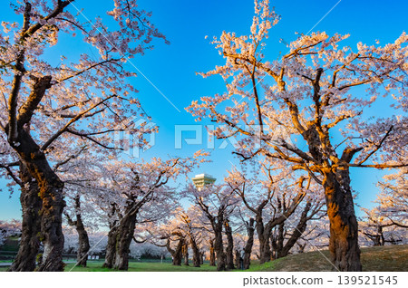 北海道函館市五稜郭公園,櫻花盛開,春光明媚。 北海道函館市五稜郭公園,櫻花盛開,春光明媚。 139521545