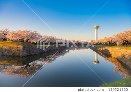 北海道函館市五稜郭公園,櫻花盛開,春光明媚。 北海道函館市五稜郭公園,櫻花盛開,春光明媚。 139521560
