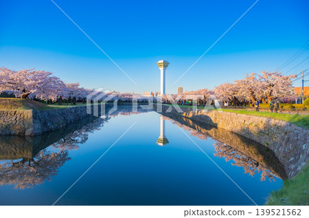 北海道函館市五稜郭公園,櫻花盛開,春光明媚。 北海道函館市五稜郭公園,櫻花盛開,春光明媚。 139521562
