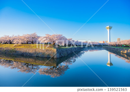 Cherry blossoms in full bloom and a clear spring scene at Goryokaku Park in Hakodate City, Hokkaido. Cherry blossoms in full bloom and a clear spring scene at Goryokaku Park in Hakodate City, Hokkaido. 139521563