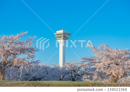 北海道函館市五稜郭公園,櫻花盛開,春光明媚。 北海道函館市五稜郭公園,櫻花盛開,春光明媚。 139521569