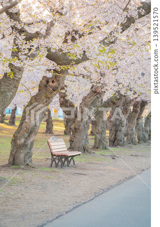 北海道函館市五稜郭公園,櫻花盛開,春光明媚。 北海道函館市五稜郭公園,櫻花盛開,春光明媚。 139521570