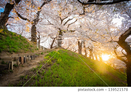 北海道函館市五稜郭公園，櫻花盛開，春光明媚。 139521578