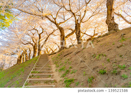 Cherry blossoms in full bloom and a clear spring scene at Goryokaku Park in Hakodate City, Hokkaido. Cherry blossoms in full bloom and a clear spring scene at Goryokaku Park in Hakodate City, Hokkaido. 139521586