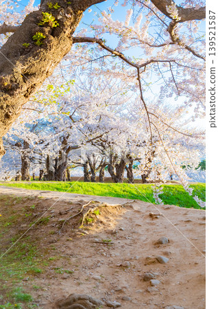 Cherry blossoms in full bloom and a clear spring scene at Goryokaku Park in Hakodate City, Hokkaido. Cherry blossoms in full bloom and a clear spring scene at Goryokaku Park in Hakodate City, Hokkaido. 139521587