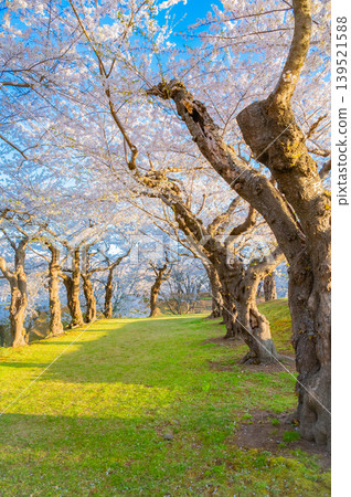 Cherry blossoms in full bloom and a clear spring scene at Goryokaku Park in Hakodate City, Hokkaido. Cherry blossoms in full bloom and a clear spring scene at Goryokaku Park in Hakodate City, Hokkaido. 139521588