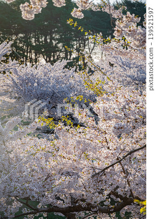 北海道函館市五稜郭公園,櫻花盛開,春光明媚。 北海道函館市五稜郭公園,櫻花盛開,春光明媚。 139521597