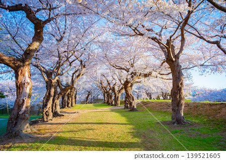 北海道函館市五稜郭公園,櫻花盛開,春光明媚。 北海道函館市五稜郭公園,櫻花盛開,春光明媚。 139521605
