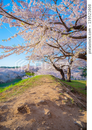 Cherry blossoms in full bloom and a clear spring scene at Goryokaku Park in Hakodate City, Hokkaido. Cherry blossoms in full bloom and a clear spring scene at Goryokaku Park in Hakodate City, Hokkaido. 139521608