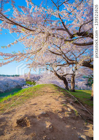 Cherry blossoms in full bloom and a clear spring scene at Goryokaku Park in Hakodate City, Hokkaido. Cherry blossoms in full bloom and a clear spring scene at Goryokaku Park in Hakodate City, Hokkaido. 139521626