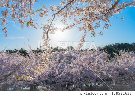 Cherry blossoms in full bloom and a clear spring scene at Goryokaku Park in Hakodate City, Hokkaido. Cherry blossoms in full bloom and a clear spring scene at Goryokaku Park in Hakodate City, Hokkaido. 139521635