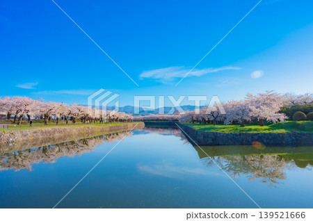 北海道函館市五稜郭公園,櫻花盛開,春光明媚。 北海道函館市五稜郭公園,櫻花盛開,春光明媚。 139521666