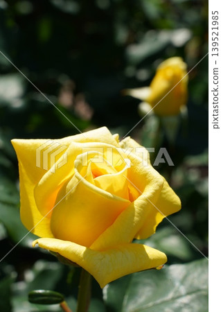 Beautiful flowers in full bloom at Tsurumai Park Beautiful flowers in full bloom at Tsurumai Park 139521985