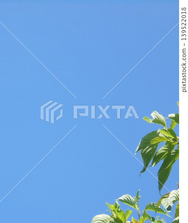 Fresh green leaves bathed in bright sunlight ④ Fresh green leaves bathed in bright sunlight ④ 139522018
