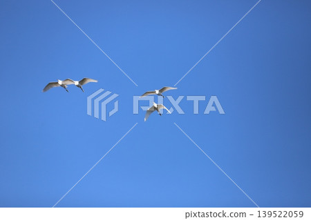 A flock of herons flying in the sky 139522059