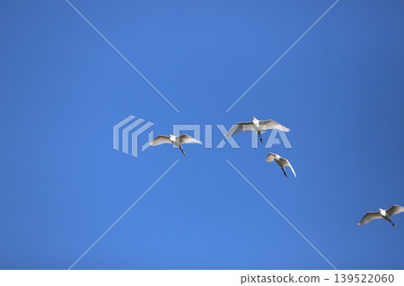 A flock of herons flying in the sky A flock of herons flying in the sky 139522060