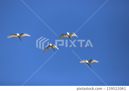 A flock of herons flying in the sky 139522061