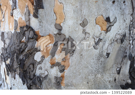 Peeling bark pattern on plane tree trunk 139522089