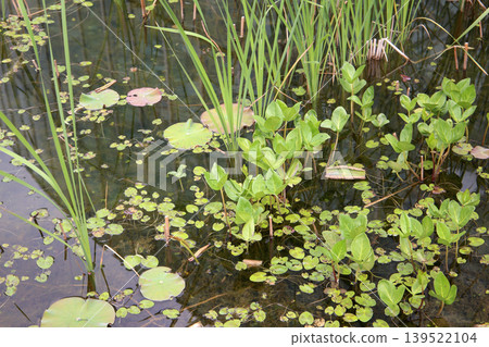 Aquatic plants growing in pond water Aquatic plants growing in pond water 139522104
