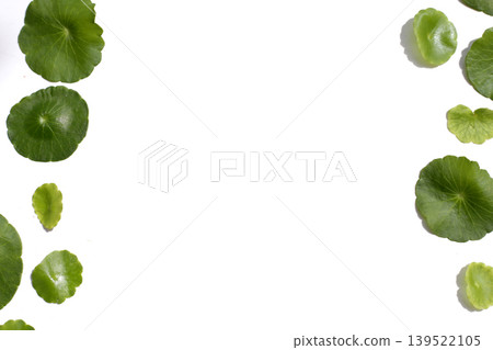 Fresh green centella asiatica leaves Fresh green centella asiatica leaves 139522105