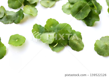 Fresh green pannywort plant leaves on a white background. 139522126