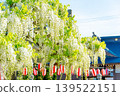 The large white wisteria at Hachioji Temple in Tsubame City 139522151