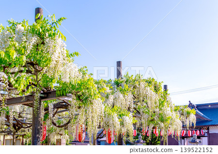 The large white wisteria at Hachioji Temple in Tsubame City The large white wisteria at Hachioji Temple in Tsubame City 139522152