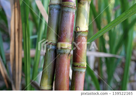 Sugarcane stalks growing in the field. Sugarcane stalks growing in the field. 139522165