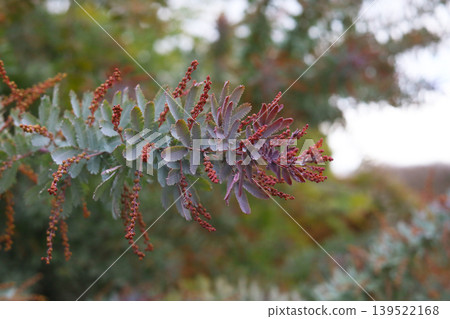 Purple Cootamundra Wattle leaves with reddish buds Purple Cootamundra Wattle leaves with reddish buds 139522168