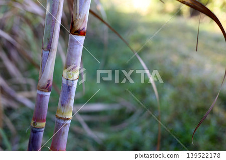 Sugarcane stalks growing in the field. Sugarcane stalks growing in the field. 139522178
