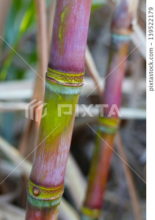 Sugarcane stalks growing in the field. Sugarcane stalks growing in the field. 139522179