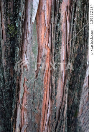 Natural tree bark texture close up Natural tree bark texture close up 139522184