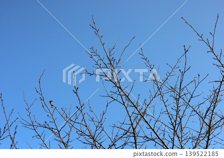 Leafless trees against blue sky in winter Leafless trees against blue sky in winter 139522185