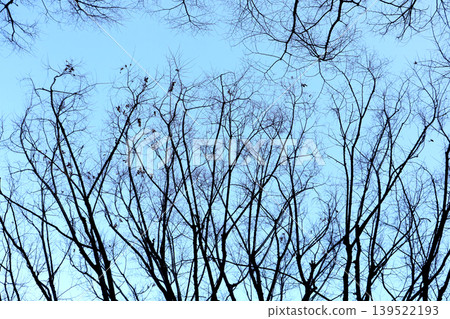 Tree branches against blue winter sky Tree branches against blue winter sky 139522193