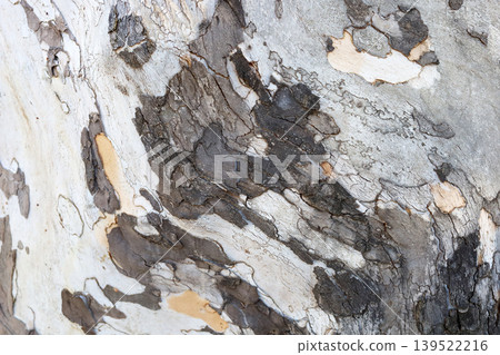 Peeling bark pattern on plane tree trunk Peeling bark pattern on plane tree trunk 139522216