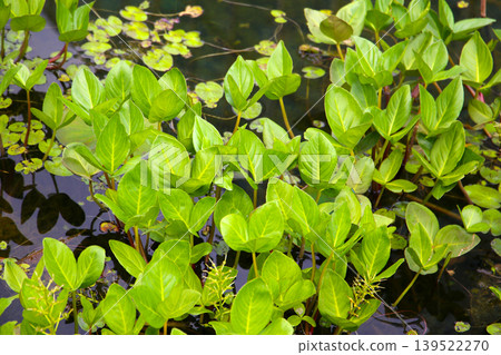Aquatic plants growing in pond water 139522270