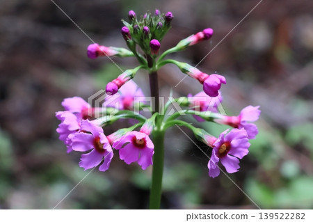 日本櫻草花 日本櫻草花 139522282